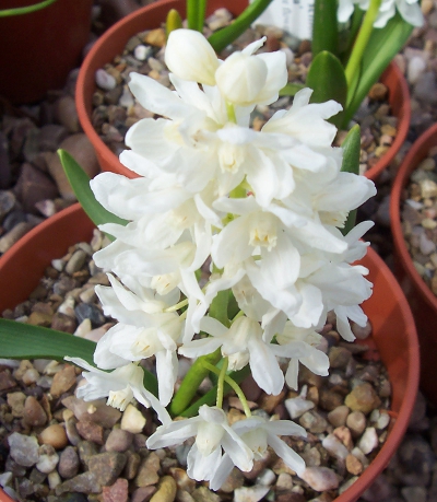 Puschkinia scilloides var. libanotica 'Alba' 